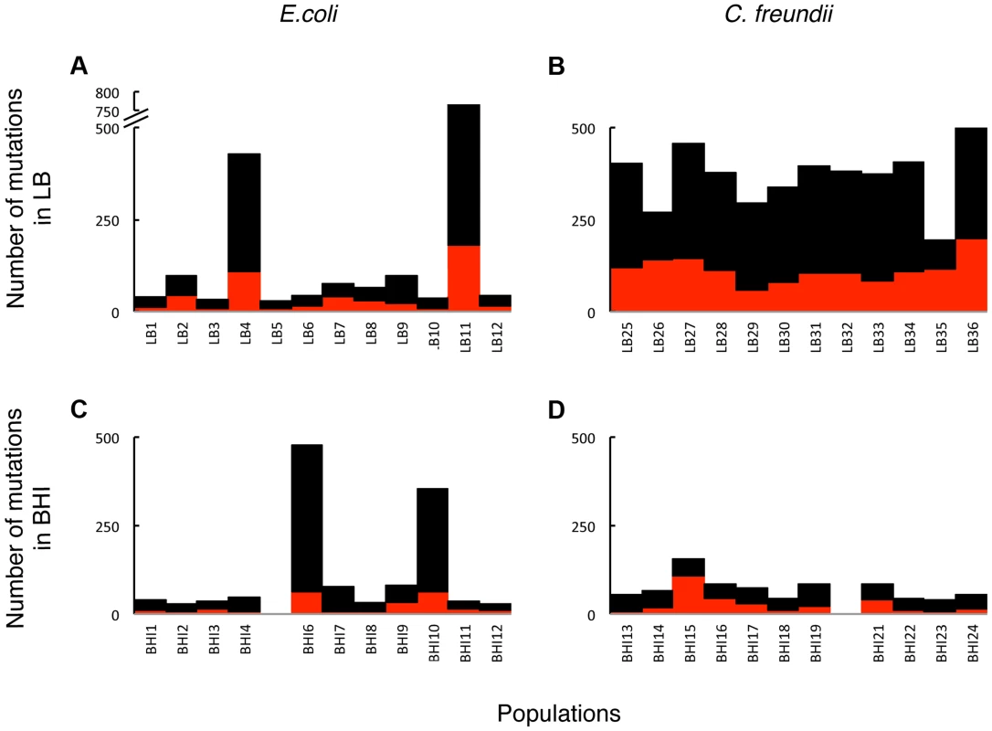 The total number of mutations in coding regions was substantial in the evolved populations.