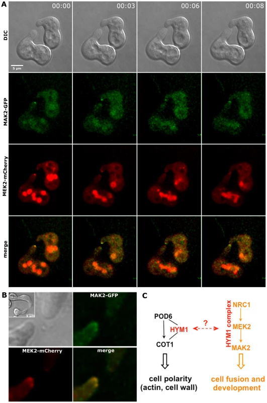 MAK2-GFP and MEK2-mCherry co-localize at the tips of interacting germlings.