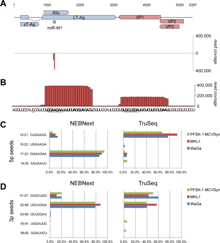 Expression of mcv-miR-M1 by replicating MCPyV genomes.