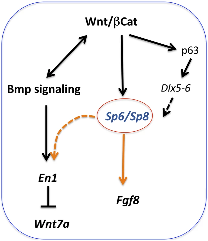 Regulatory pathways mediated by Sp6 and Sp8.