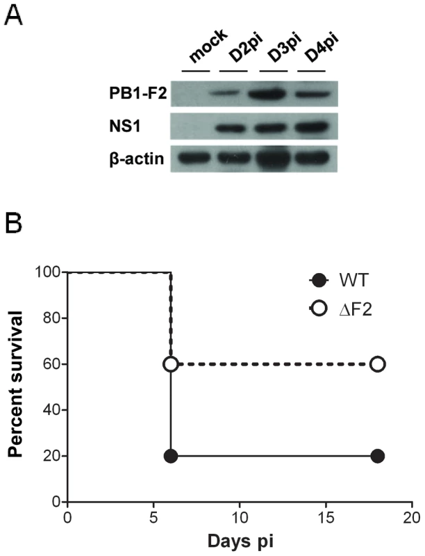 Expression of PB1-F2 and associated pathogenicity in infected mice.