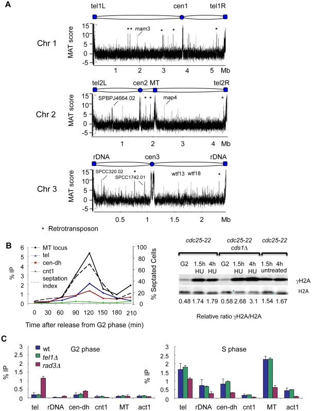 Genome-wide localization of γH2A during DNA replication.