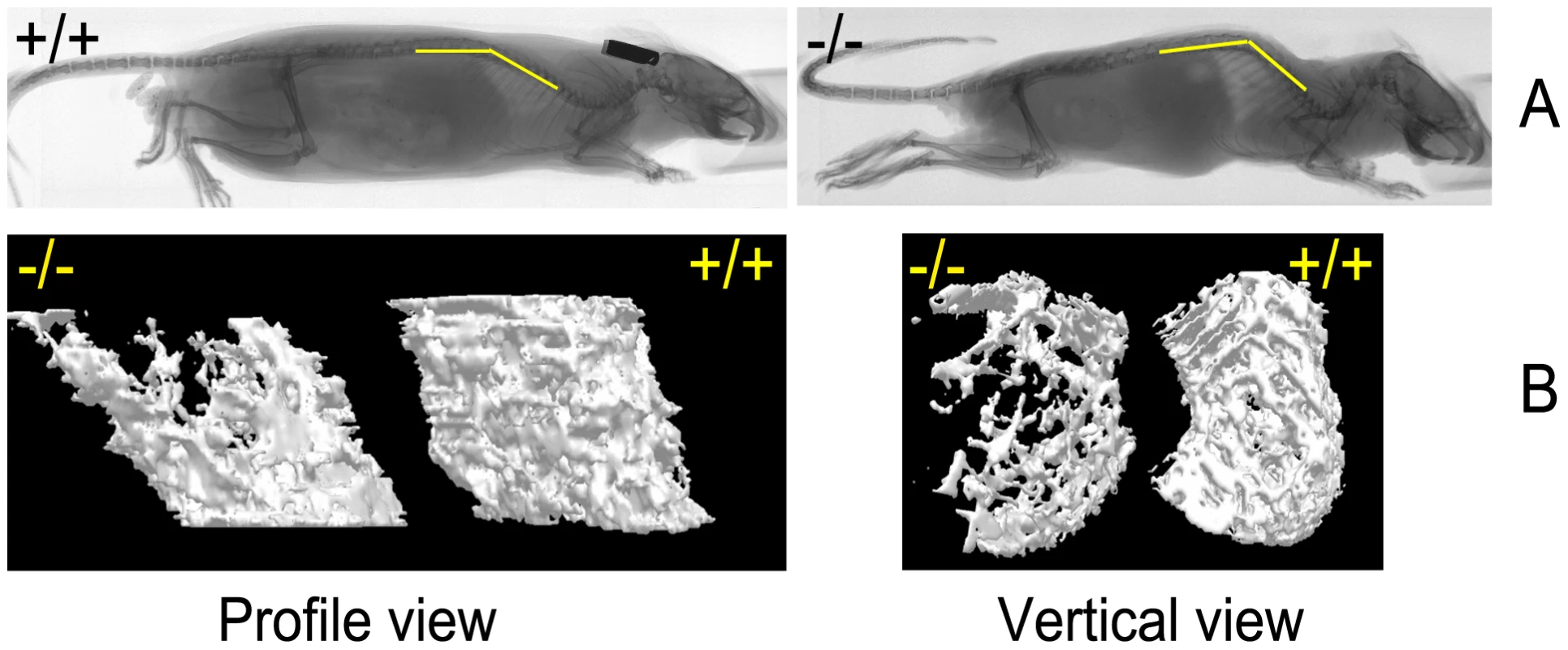 Skeletal abnormalities in the affected mice.