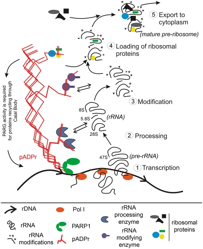 Nuclear PARP1 facilitates ribosomal biogenesis: a model.