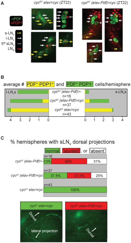 Selective inhibition of <i>cyc<sup>01</sup></i> rescue in the PDF-expressing clock neurons results in cell-type–specific neuro-anatomical and molecular circadian phenotypes.