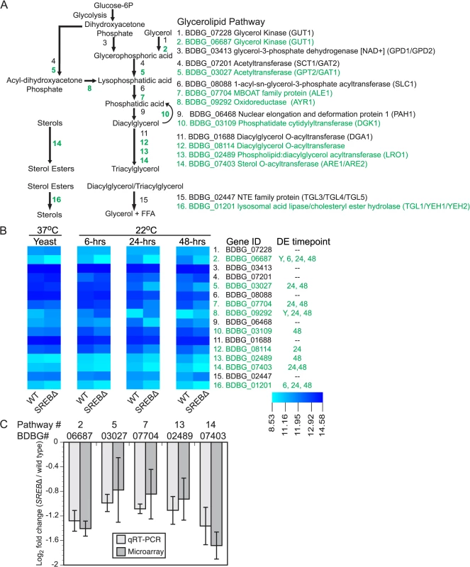 Deletion of <i>SREB</i> affects the transcription of genes in the glycerolipid biosynthetic pathway.