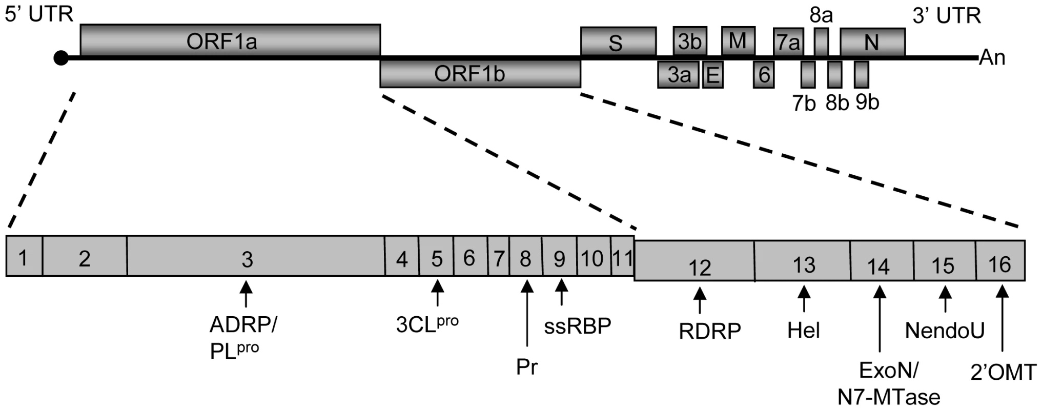 Schematic diagram of the SCoV genome.