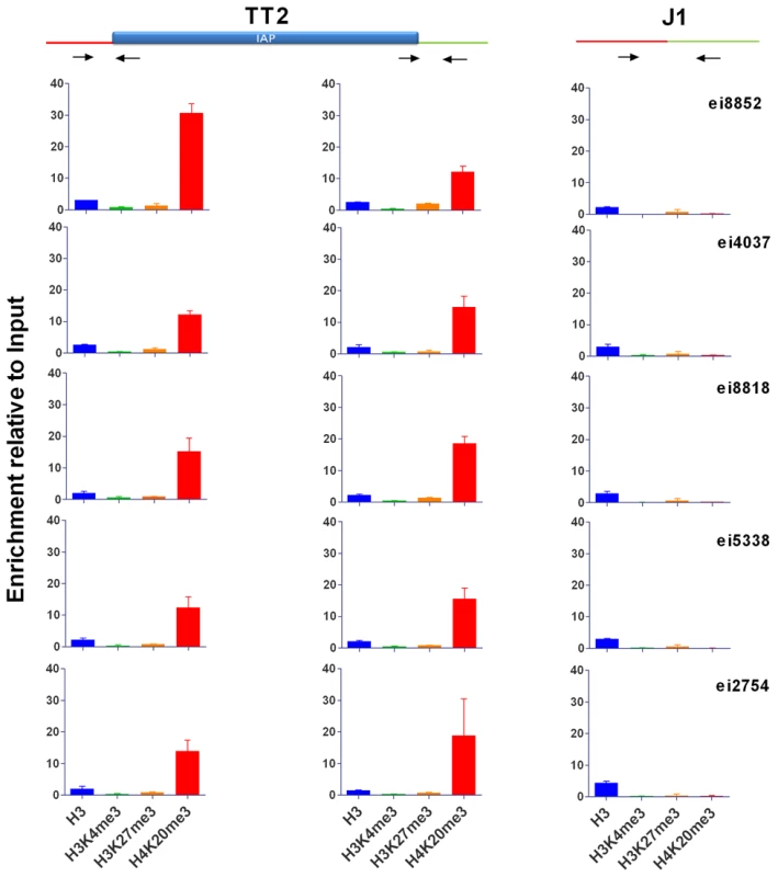 Characterization of IAP-induced chromatin by ChIP-qPCR.