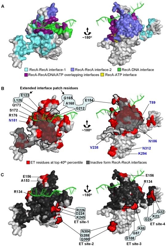 Evolutionary Trace analysis identified clusters of important residues in <i>E. coli</i> RecA.