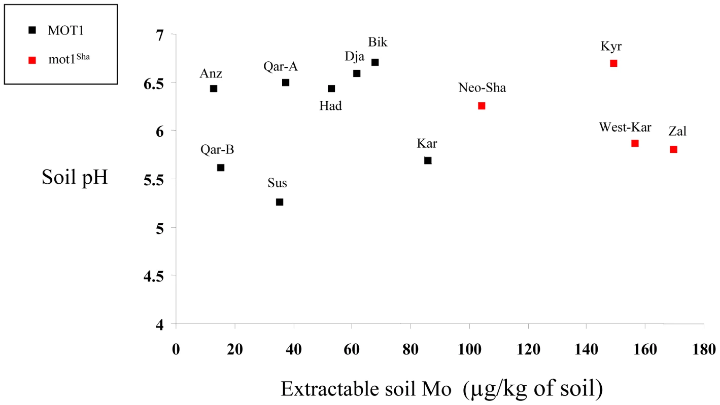West-Asian populations highlight the correlation between <i>MOT1</i><sup>Sha</sup> allele and high native soil Mo content.