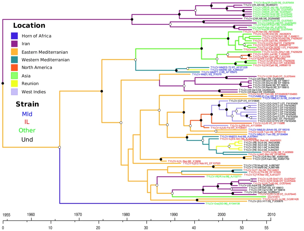 Maximum clade credibility trees constructed from the TYLCV coat protein (CP) dataset.