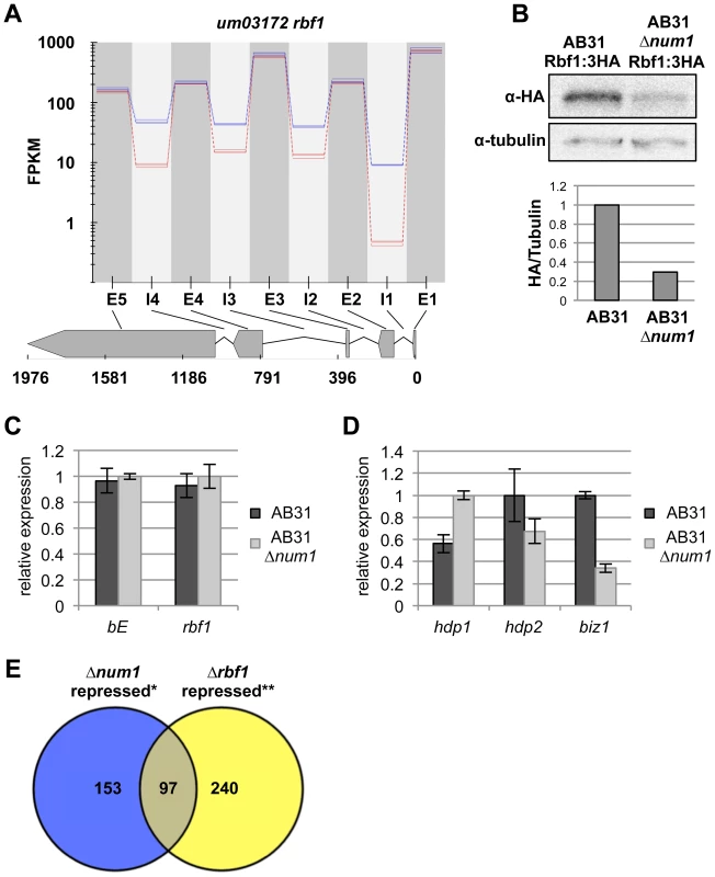 Reduced splicing efficiency of the <i>rbf1</i>-gene leads to impaired function of the Rbf1 master regulator.