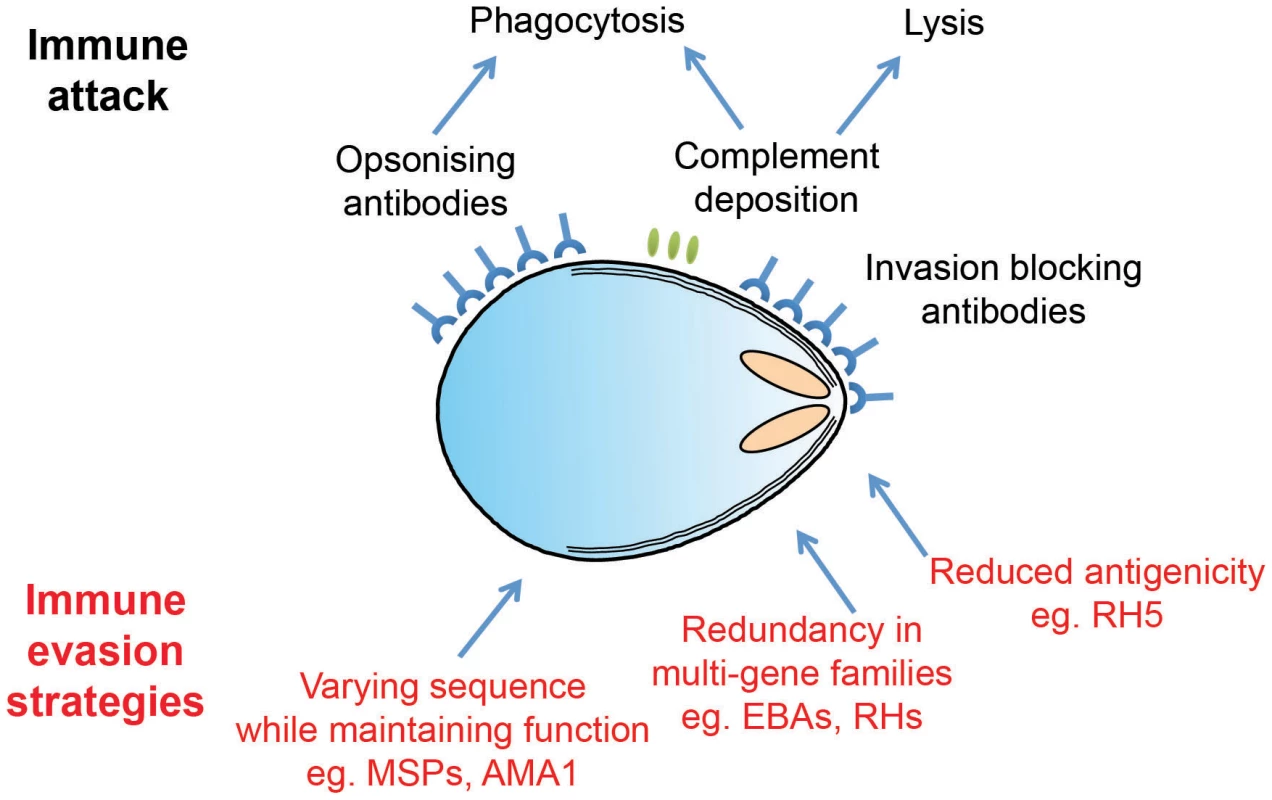 <i>Plasmodium</i> merozoites face an array of immunological challenges.