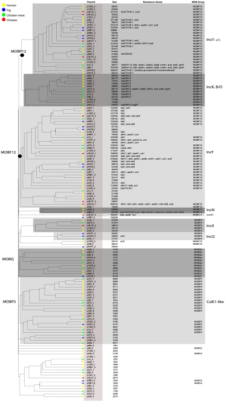 Hierarchical clustering dendrogram of reconstructed plasmids contained in the collection of 32 sequenced <i>E. coli</i> strains.