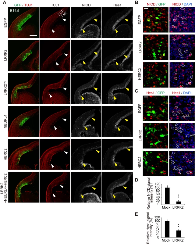 LRRK2 complex promotes neuronal differentiation <i>in vivo</i>.