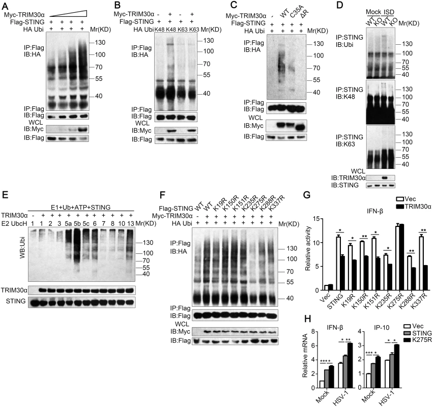 TRIM30α is an E3 ubiquitin ligase and targets STING for K48-mediated ubiquitination at Lys275.