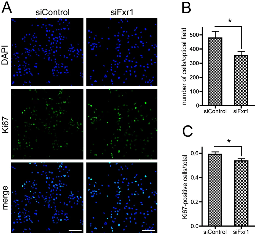 Knockdown of FXR1P induces premature cell cycle exit of myoblasts.