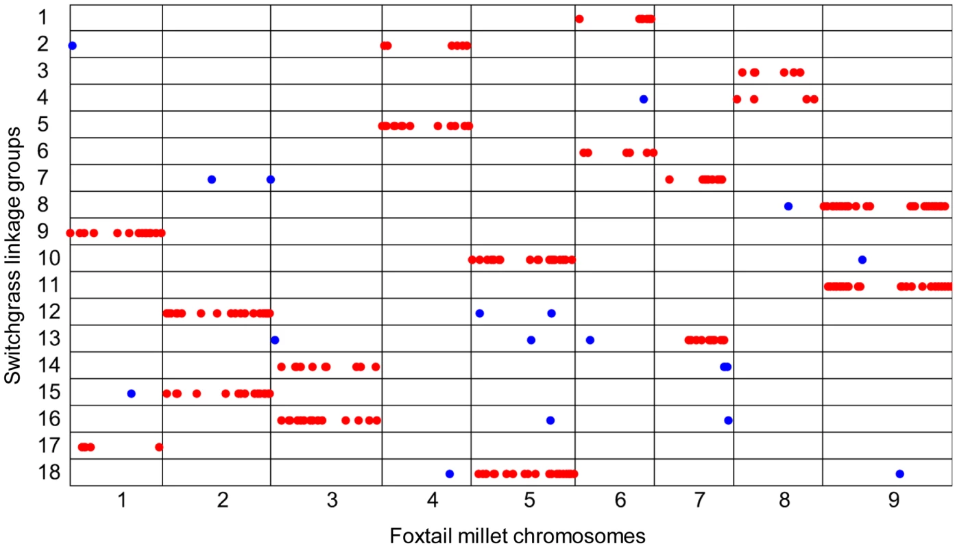 Sequence alignment of SNPs in switchgrass paternal linkage groups to the foxtail millet genome.