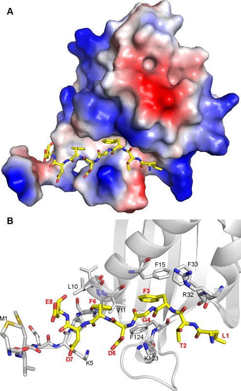 Molecular model of G3BP/FGDF interaction.