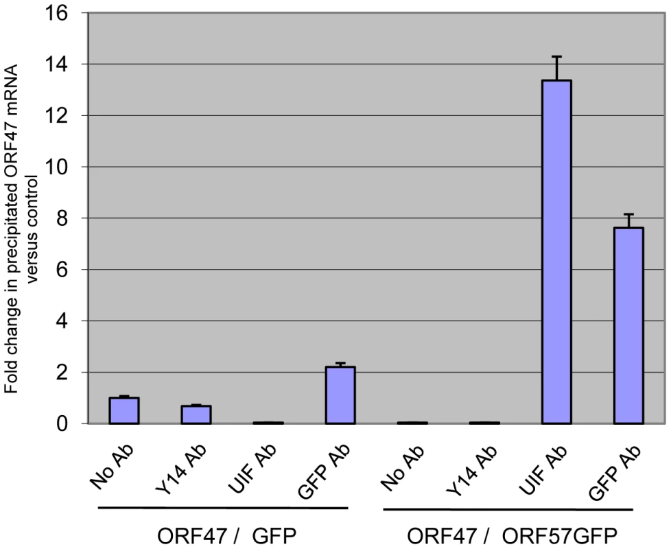 ORF57 is required for the recruitment of UIF to a KSHV intronless mRNA.