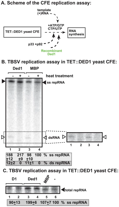 Cell-free TBSV replication assay supports a role for Ded1p helicase in plus-strand synthesis.