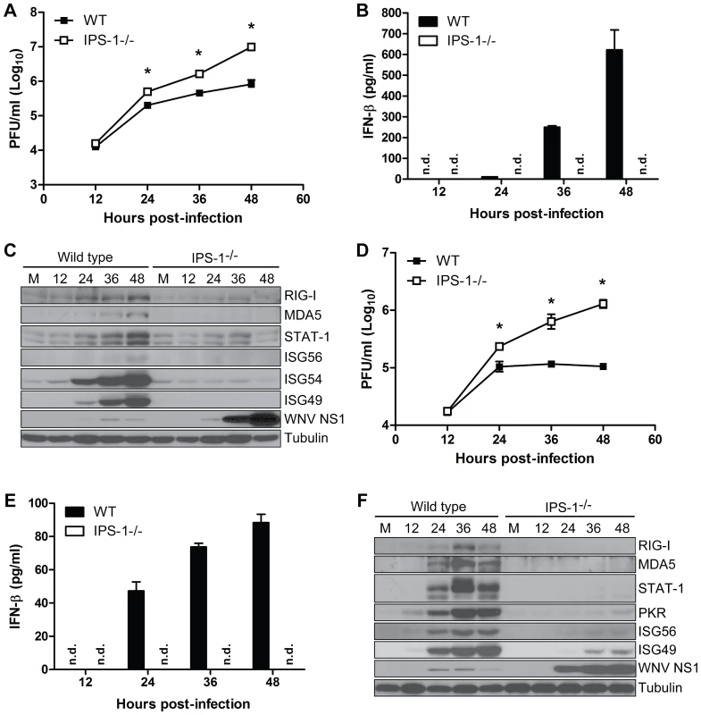 IPS-1 is essential for triggering the innate immune response to WNV infection and controlling virus replication in myeloid cells.