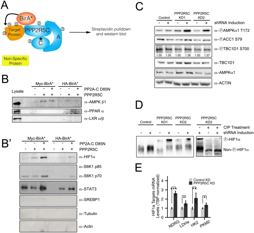 PPP2R5C regulates AMPK and HIF1α.