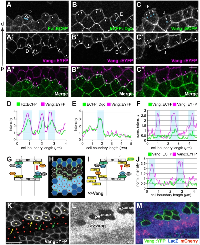 Amplification of asymmetry in membrane clusters and requirement of Pk for excluding Vang.