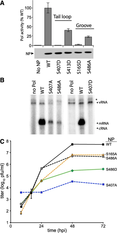 NP phosphorylation sites are important for RNP activity and virus replication.