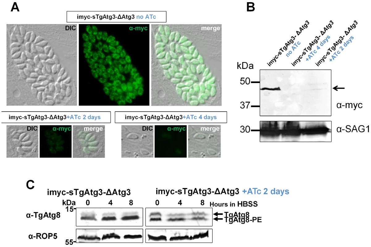 Conditional depletion of TgAtg3 leads to a lack of recruitment of TgAtg8 to the autophagosomes.
