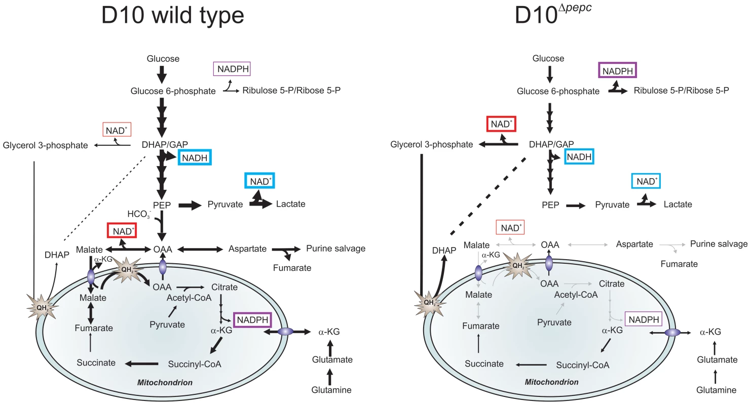 Hypothetical model of the contributions PEPC and adaptations of D10<sup>Δ</sup><sup><i>pepc</i></sup> to compensate for lack of PEPC.