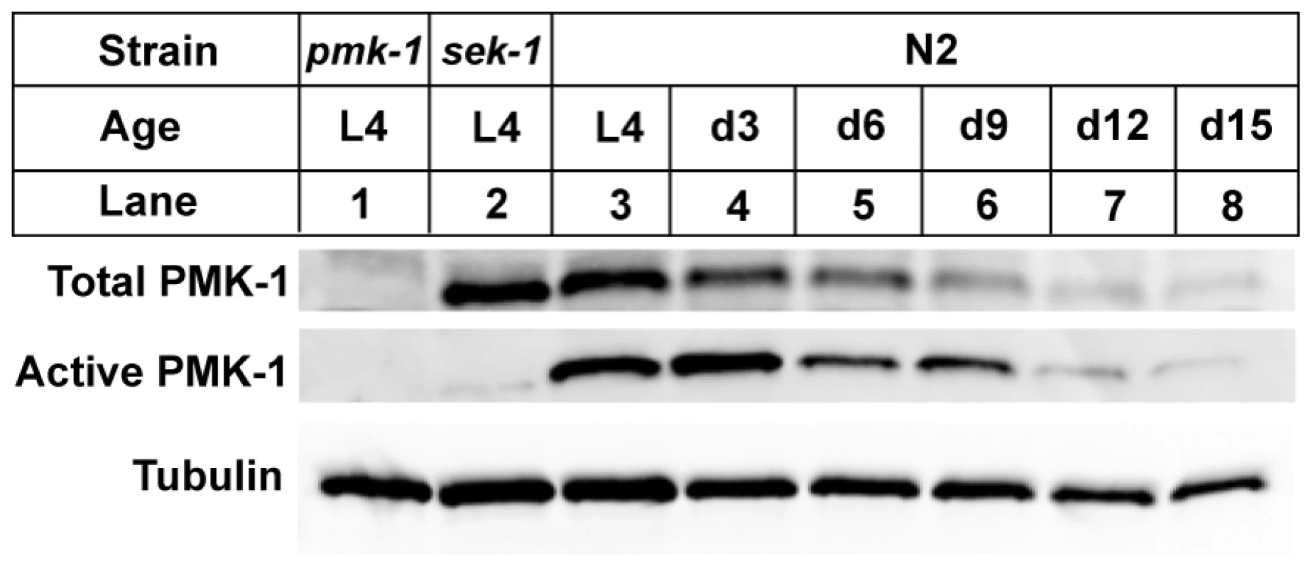 A gradual reduction in the levels of total and activated PMK-1 protein throughout adulthood in <i>C. elegans</i>.