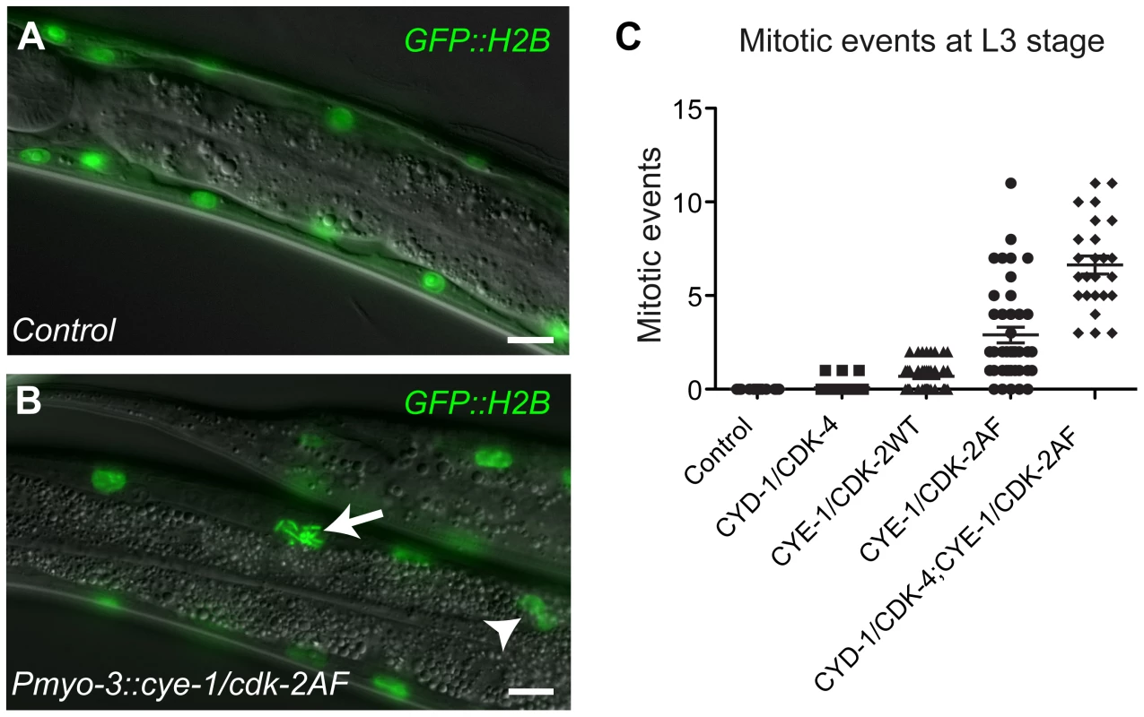 G1 Cyclin/CDK expression induces mitotic events in body-wall muscle cells.
