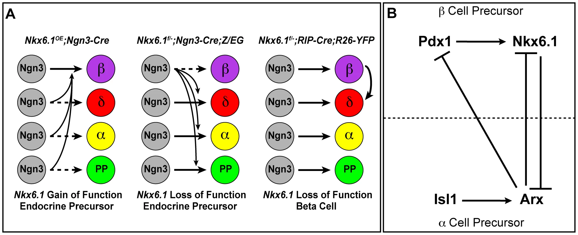 Model of Nkx6.1 function in endocrine precursor cells.