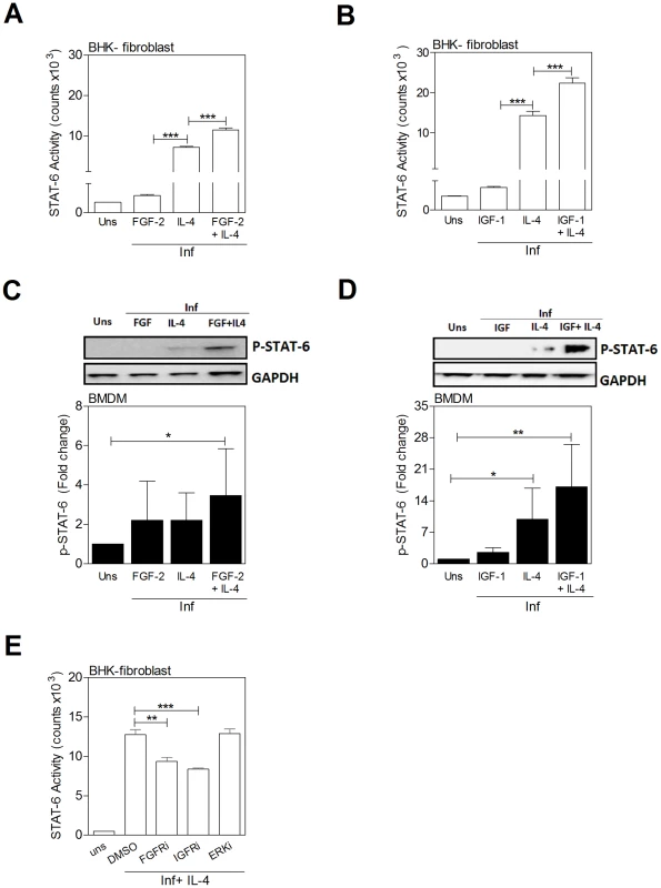 IL-4 and growth factors amplify STAT6 activation.
