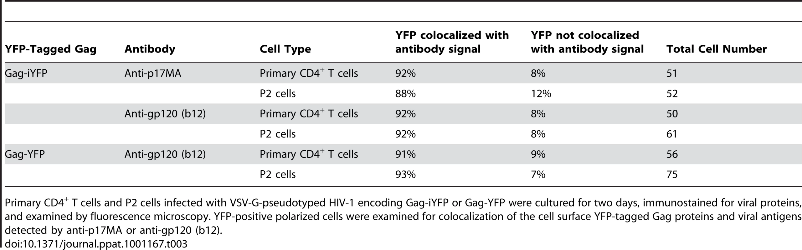 Colocalization of YFP-Tagged Gag with Antibody-Detected Viral Proteins.