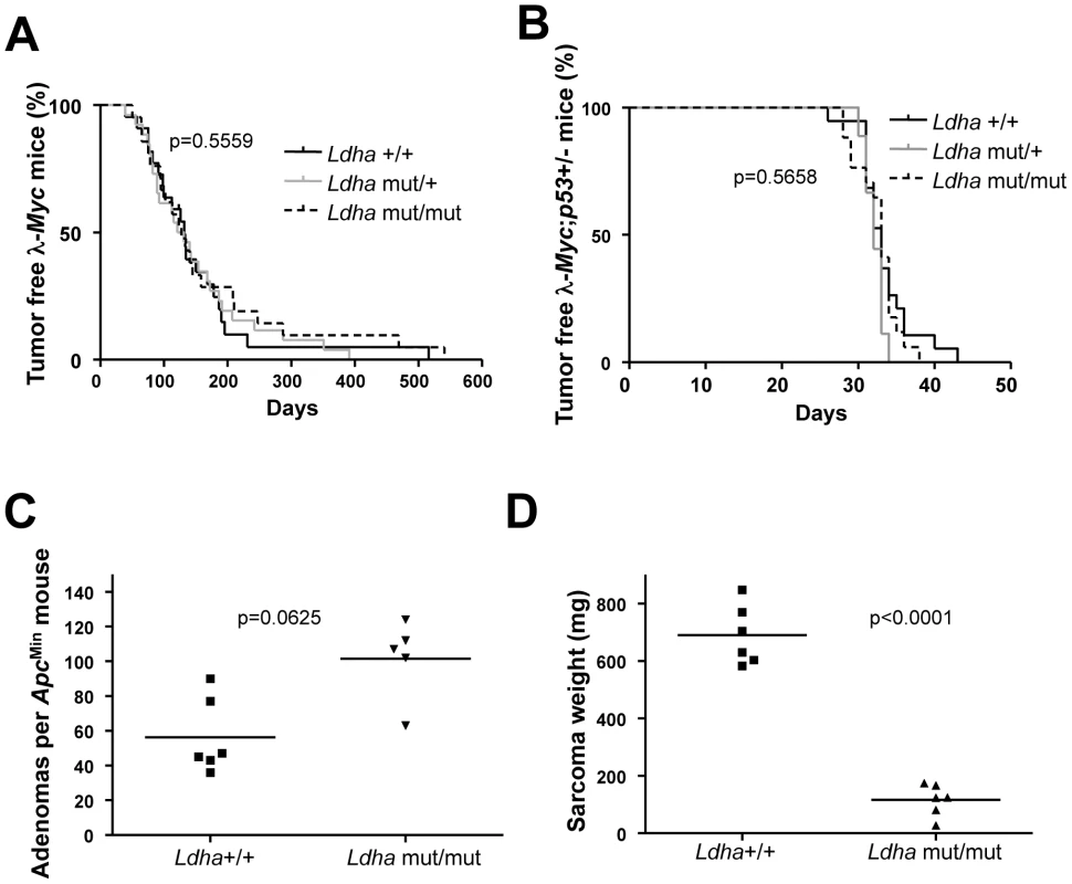 <i>Ldha</i> is dispensable for Myc-induced lymphomagenesis but not for the development of Ras-induced fibrosarcomas.