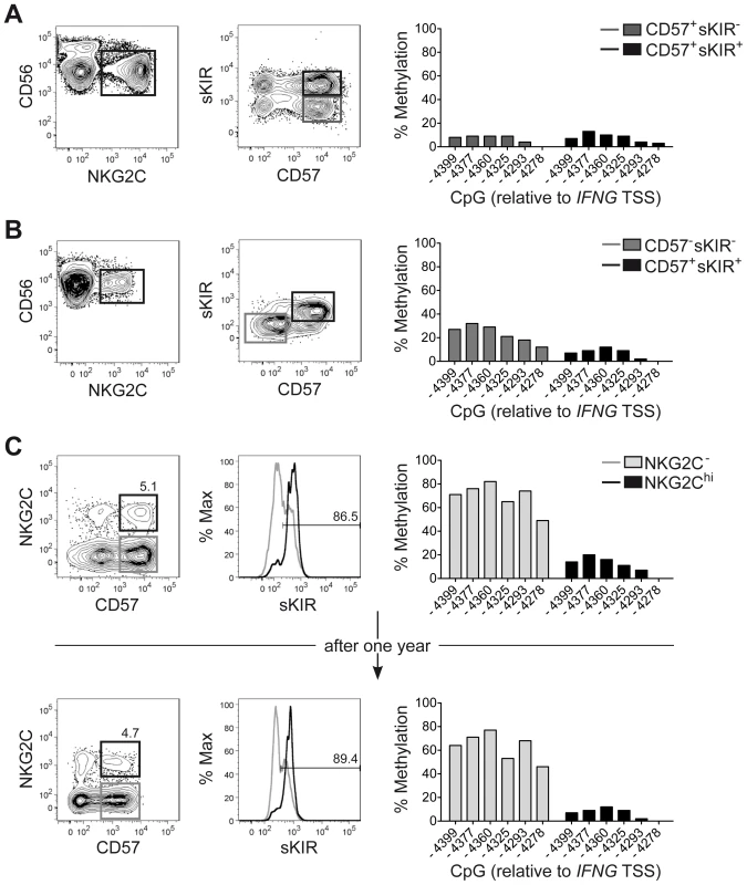 CNS1 demethylation occurs independent of CD57/sKIR expression and is stably imprinted in NKG2C<sup>hi</sup> NK cells.