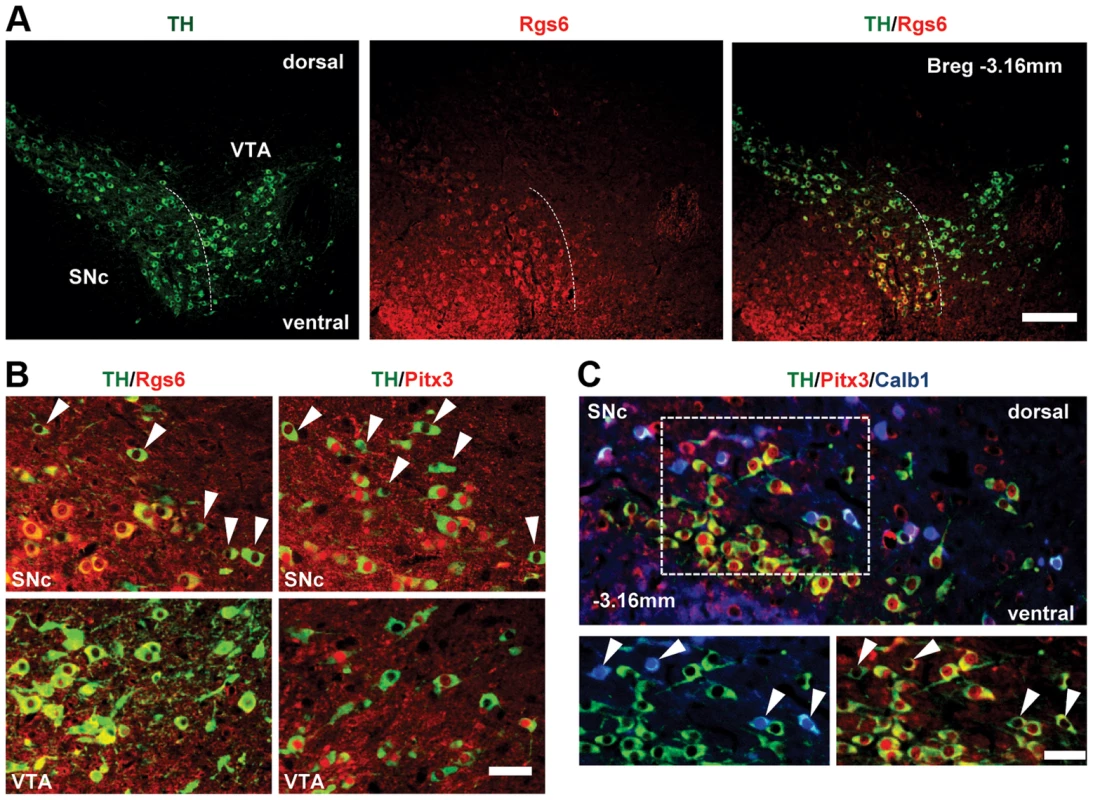 Restricted expression of Rgs6 in Pitx3-positive (Pitx3+) dopaminergic neurons of ventral SNc.