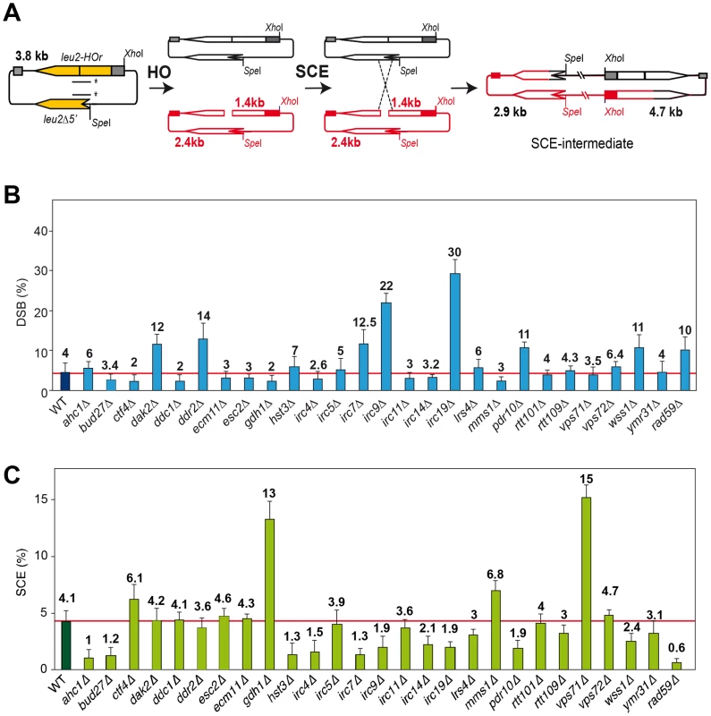Molecular analysis of SCR in 27 hyper-recombination mutants.
