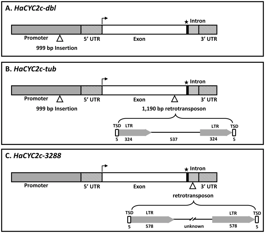 Schematic diagram of the mutant alleles of <i>HaCYC2c</i>.