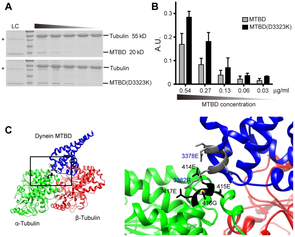 In vitro DHC-1 MTBD sedimentation assay and model of dynein MTBD-tubulin dimer interaction.