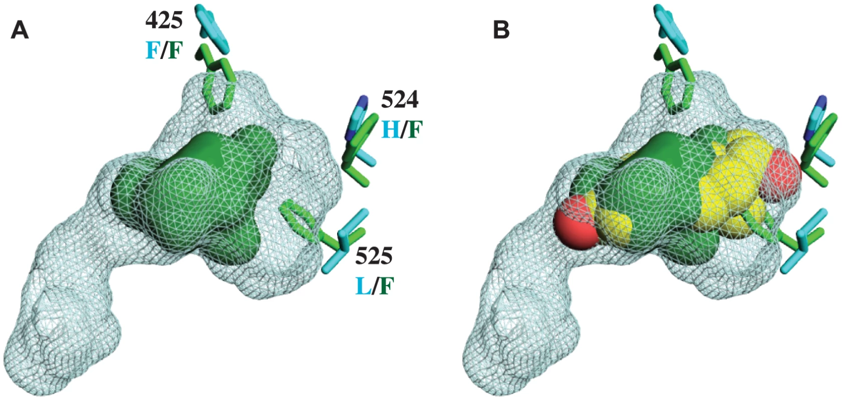 CgER ligand binding pocket is too small to accommodate estradiol.