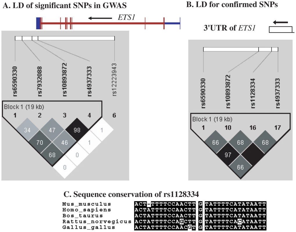 Linkage disequilibrium and sequence conservation of SNPs in <i>ETS1</i>.
