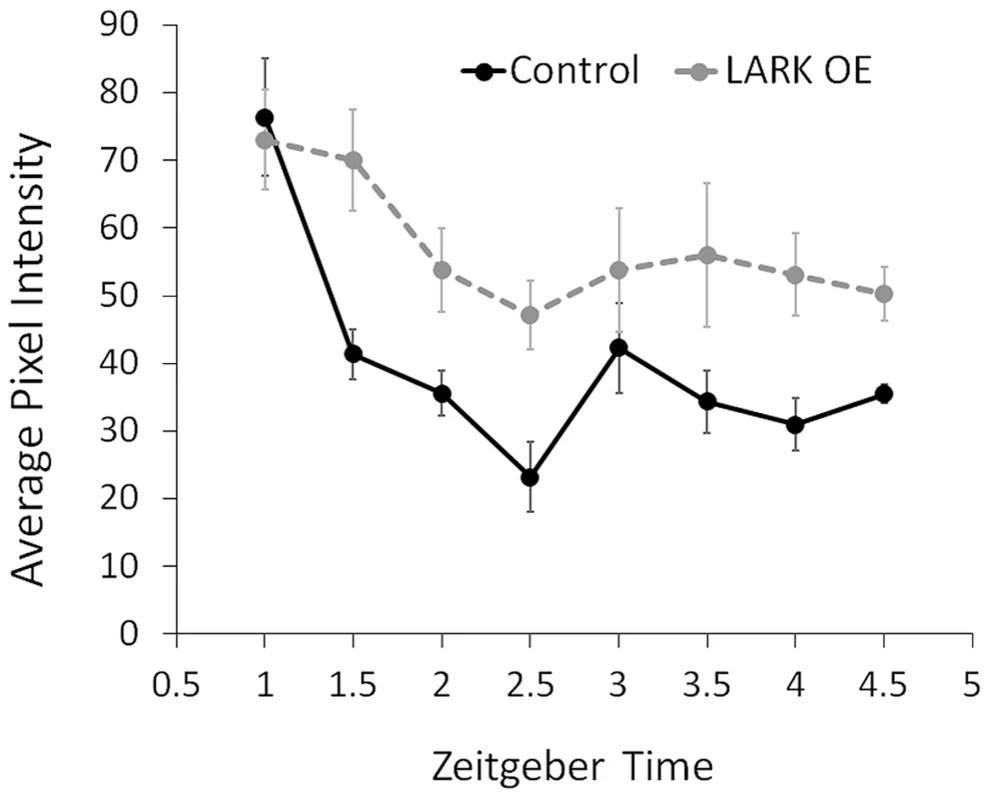 Increased LARK expression delays degradation of the PER protein.