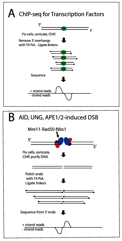 Diagram explaining orientation of +/- strand tags in ChIP-Seq.