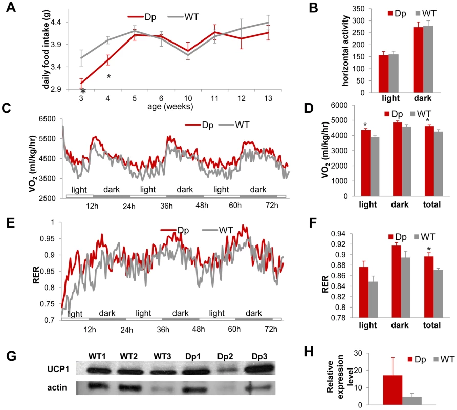 <i>Dp(11)17/+</i> mice (red) have similar food intake and activity levels, but higher energy expenditure than WT mice (gray), which may be partially accounted for by the difference in expression levels of UCP1 in the BAT tissue.