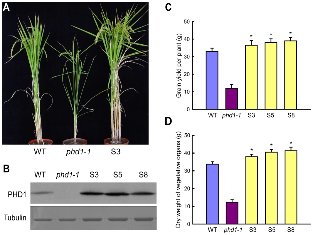 Agricultural traits of transgenic rice lines overexpressing <i>PHD1</i>.