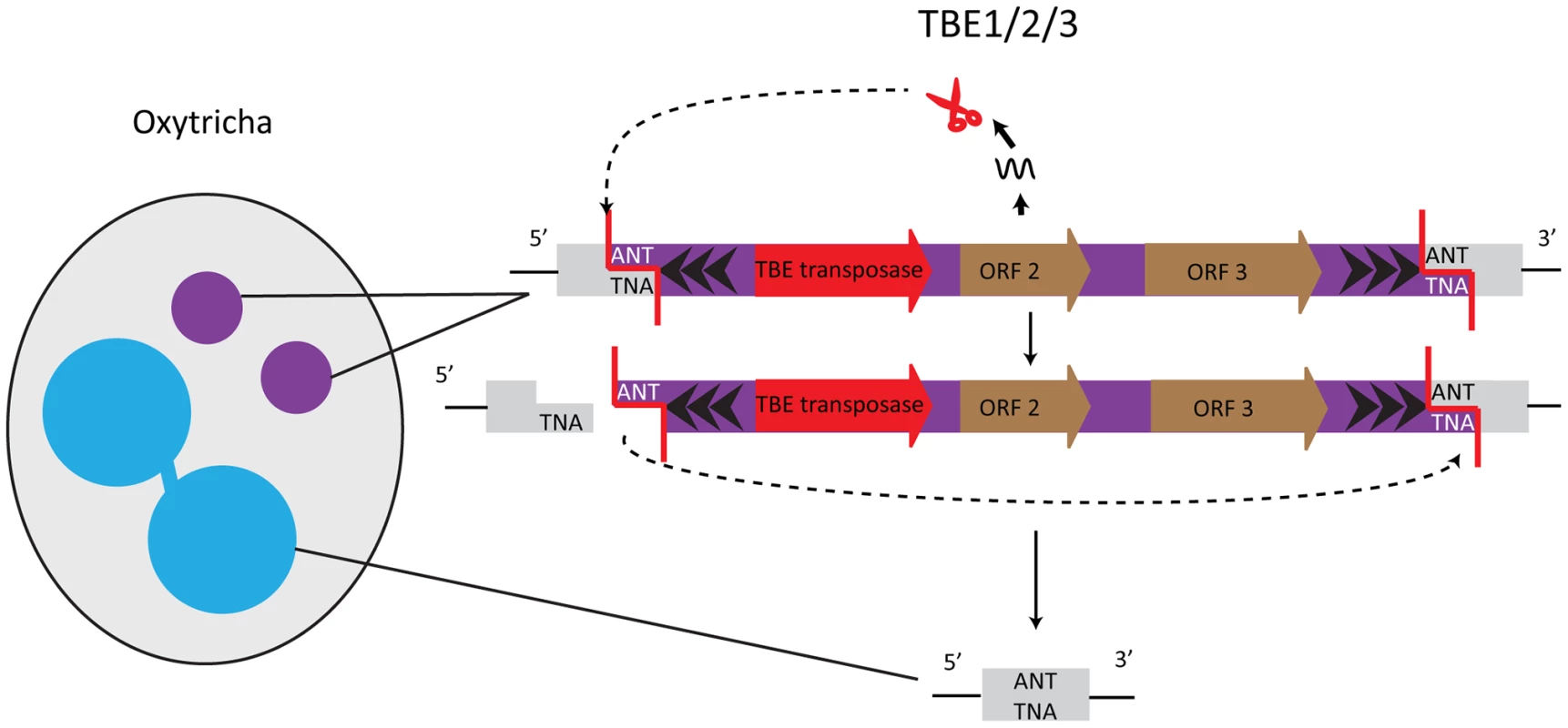 TBE transposases in Oxytricha are germline-limited sequences and they participate in their own removal.