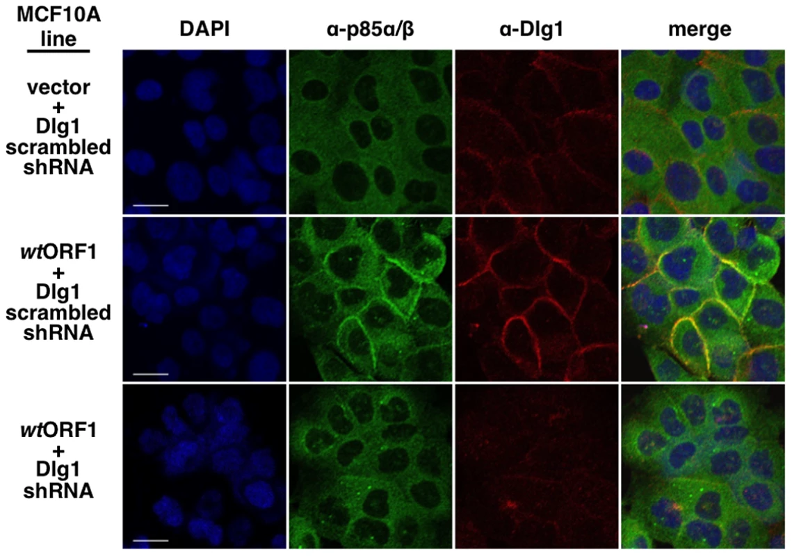 ShRNA-mediated Dlg1 depletion diminishes E4-ORF1-induced recruitment of PI3K to the plasma membrane.